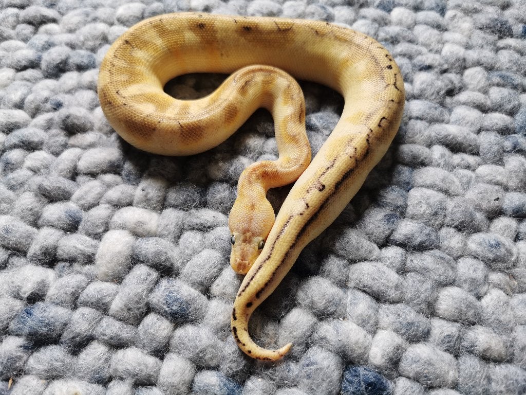 0.1 Champagne Enchi Pastel Koningspython Ball Python - male for sale from Philipse