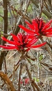 Koraalboom (Erythrina mexicana), Ophalen of Verzenden, Overige soorten, Volle zon