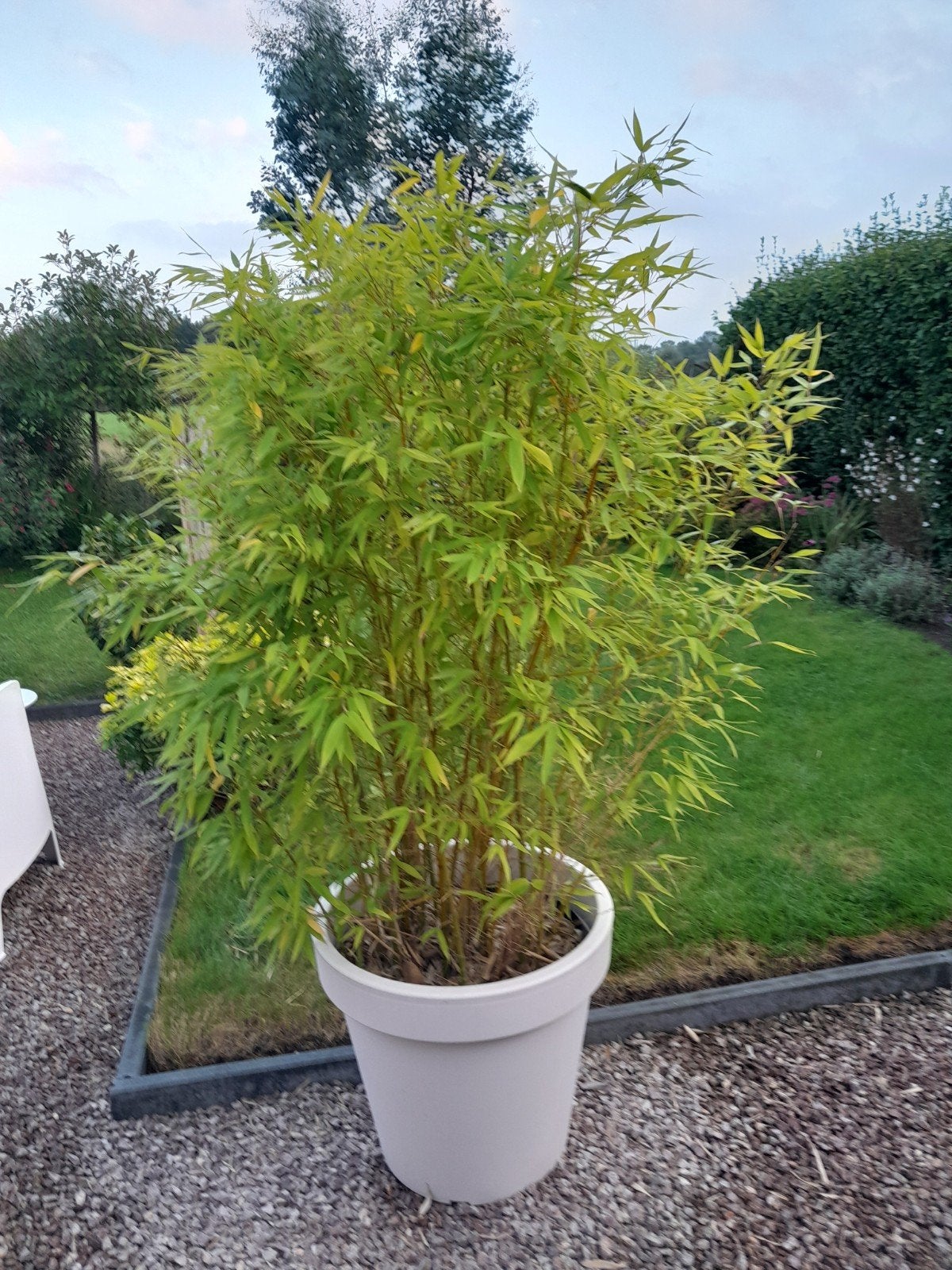 Grote Bamboeplant in Pot - 180 cm hoog, Tuin en Terras, Vaste plant, Bloeit niet, Halfschaduw, Ophalen