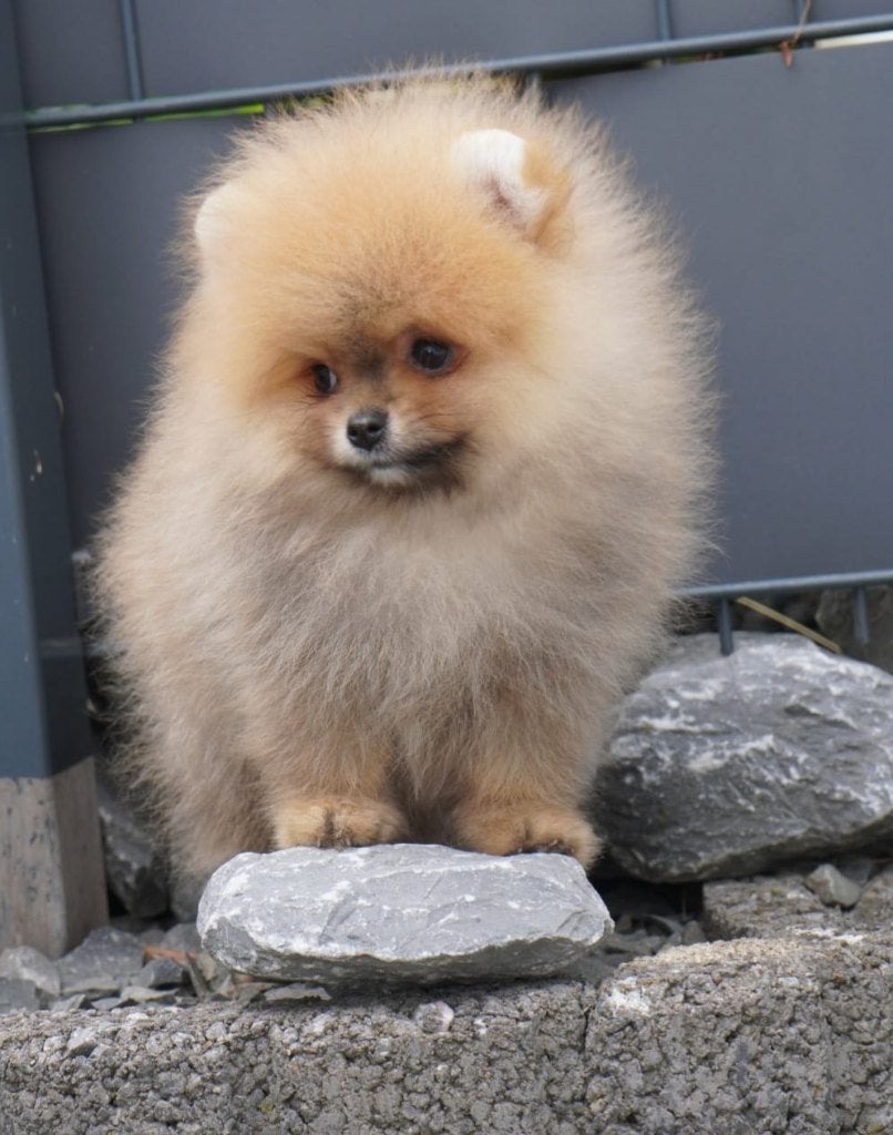 Pomeriaan pup reutje Orange Sable – Bear type, Nederland, Keeshond, Reu, 8 tot 15 weken
