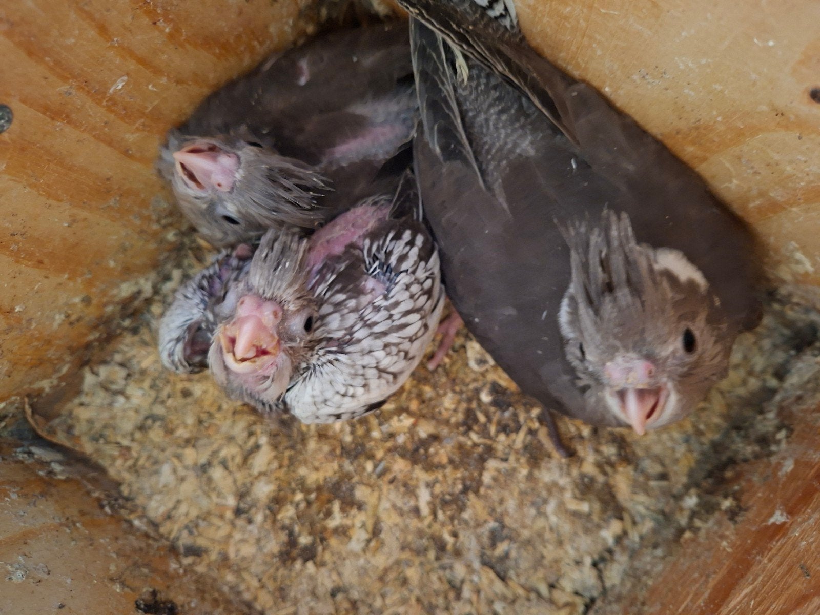 jongen valkparkieten binnen kort uit het blok  15 euro perst, Dieren en Toebehoren, Vogels | Parkieten en Papegaaien, Meerdere dieren