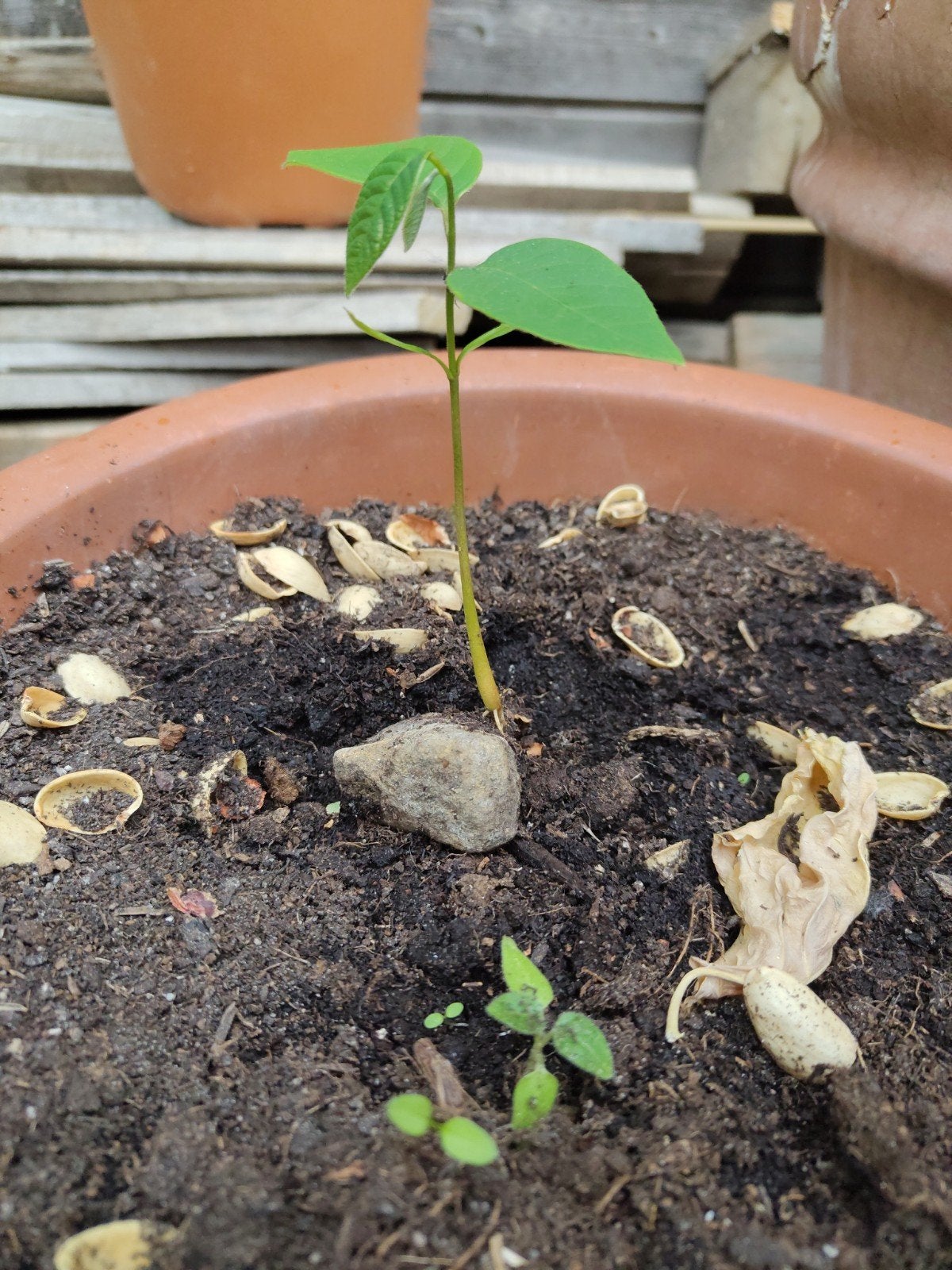 Cherimoya zaailing, Ophalen, Volle zon, Vaste plant, Zomer