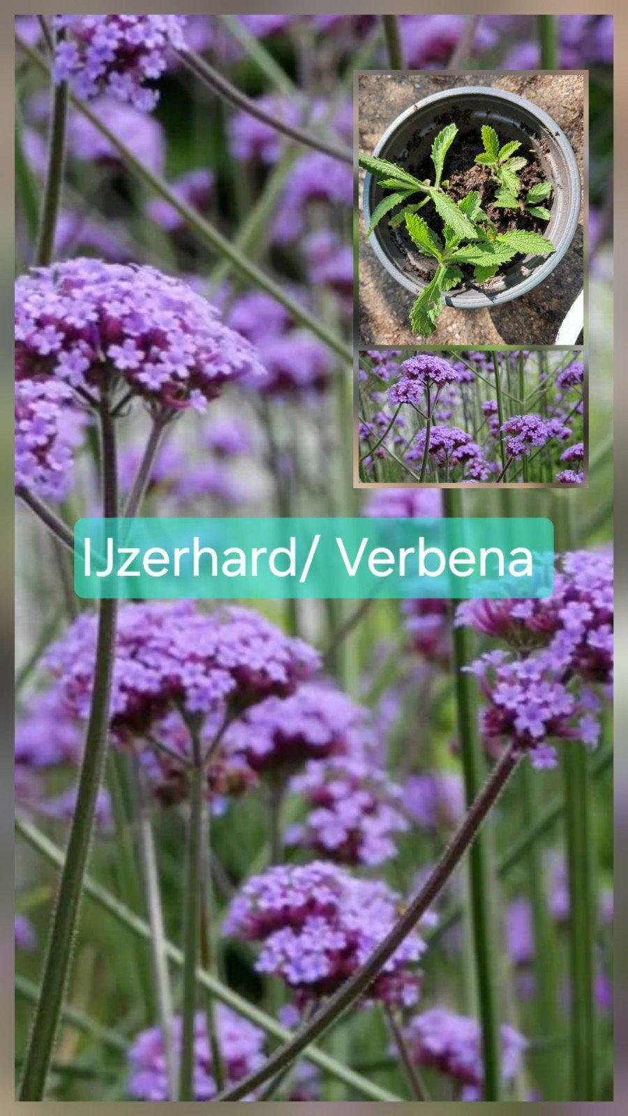 Bio IJzerhard Verbena bonariensis zaailingen, Tuin en Terras, Planten | Tuinplanten, Volle zon, Vaste plant, Zomer, Ophalen