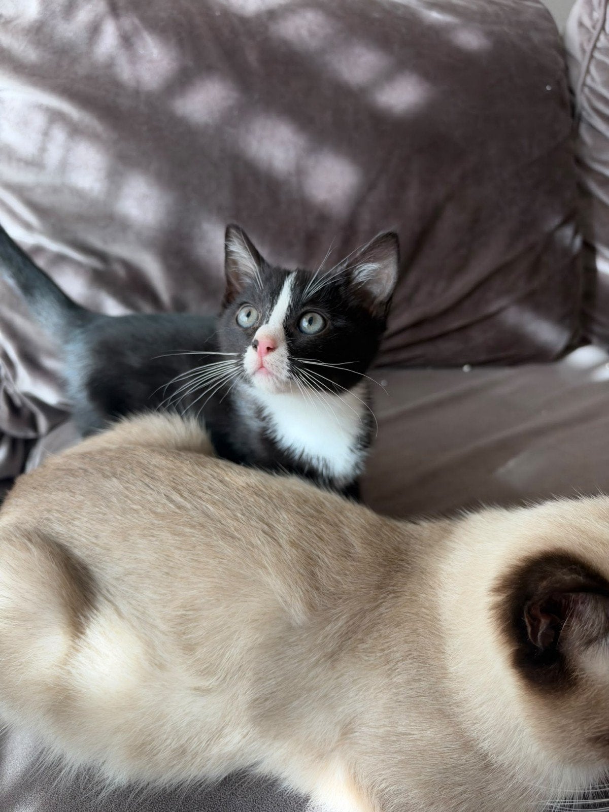 ragdol x, Poes