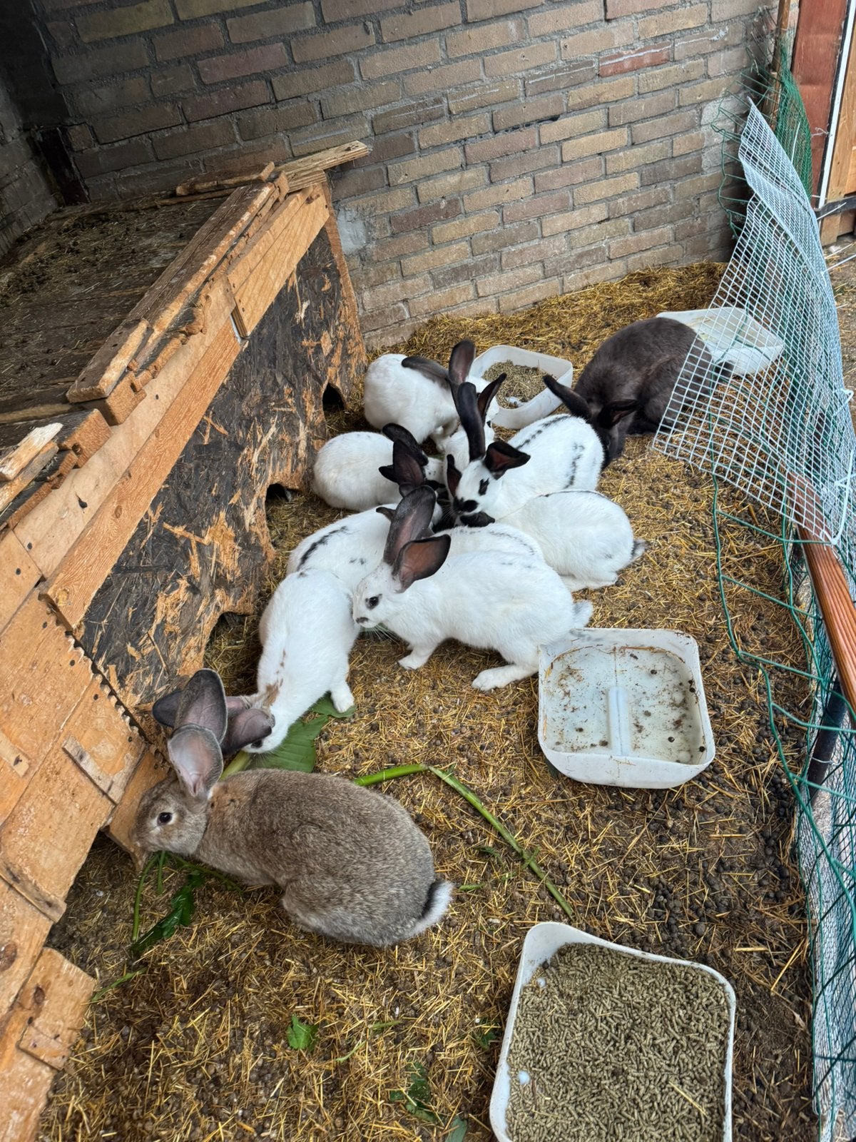 Vlaamse konijnen, Dieren en Toebehoren, Vrouwelijk