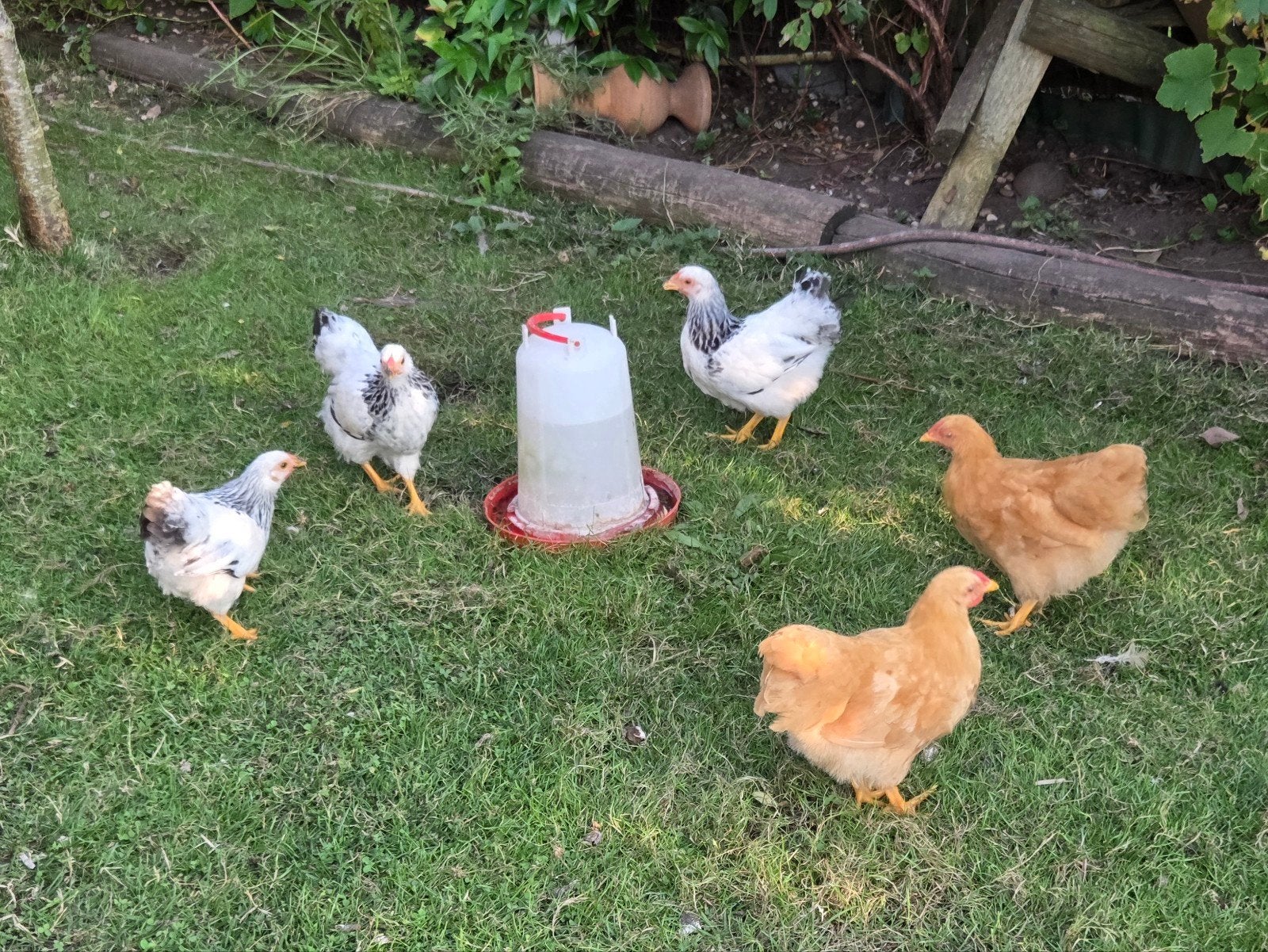 6 haantjes Wyandotte Kriel ter overname, Mannelijk, Kip