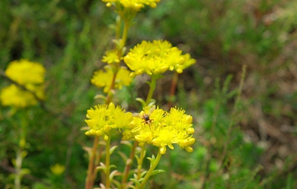 Tripmadam natuurvriendelijk tuinieren, Tuin en Terras, Planten | Tuinplanten, Ophalen, Vaste plant, Bodembedekkers, Volle zon
