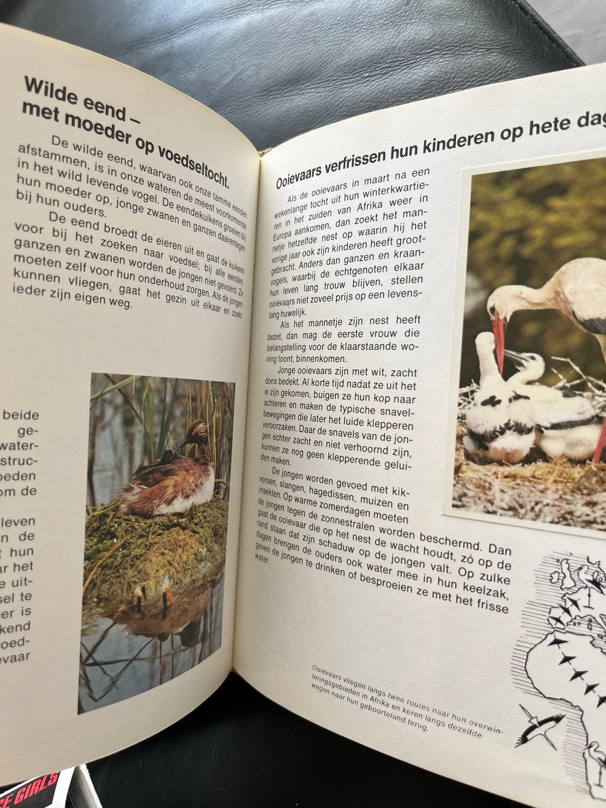 Baby's van de wildernis - Heinz Sielmann (Hoe jonge dieren l, Ophalen of Verzenden, Gelezen, Overige diersoorten