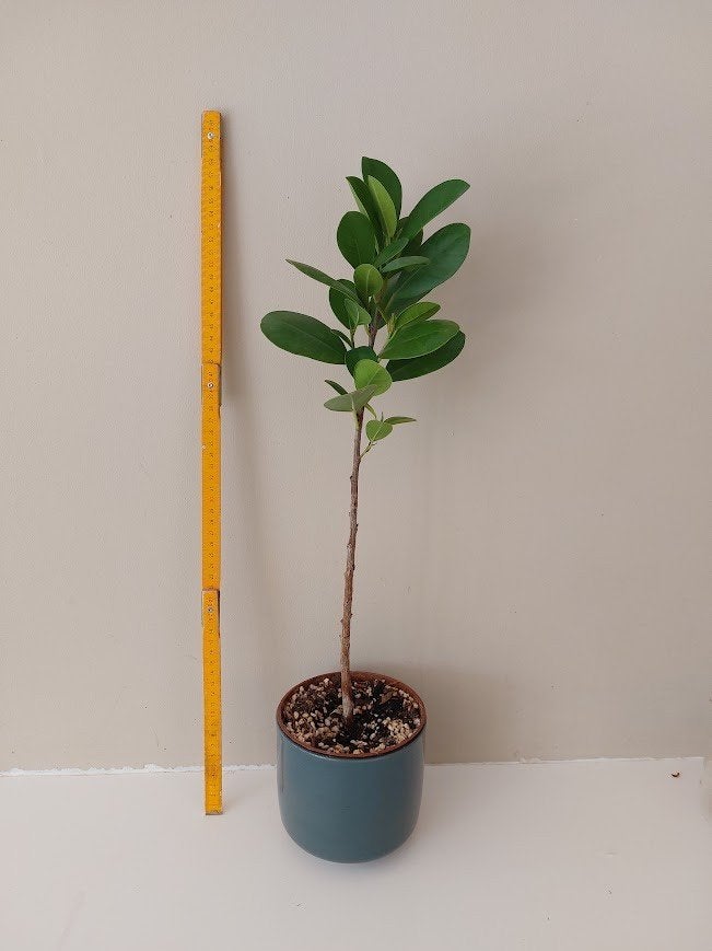 Ficus boompje – sterke plant, makkelijk in onderhoud (60 cm), Huis en Inrichting, Ophalen, Ficus, Halfschaduw, In pot