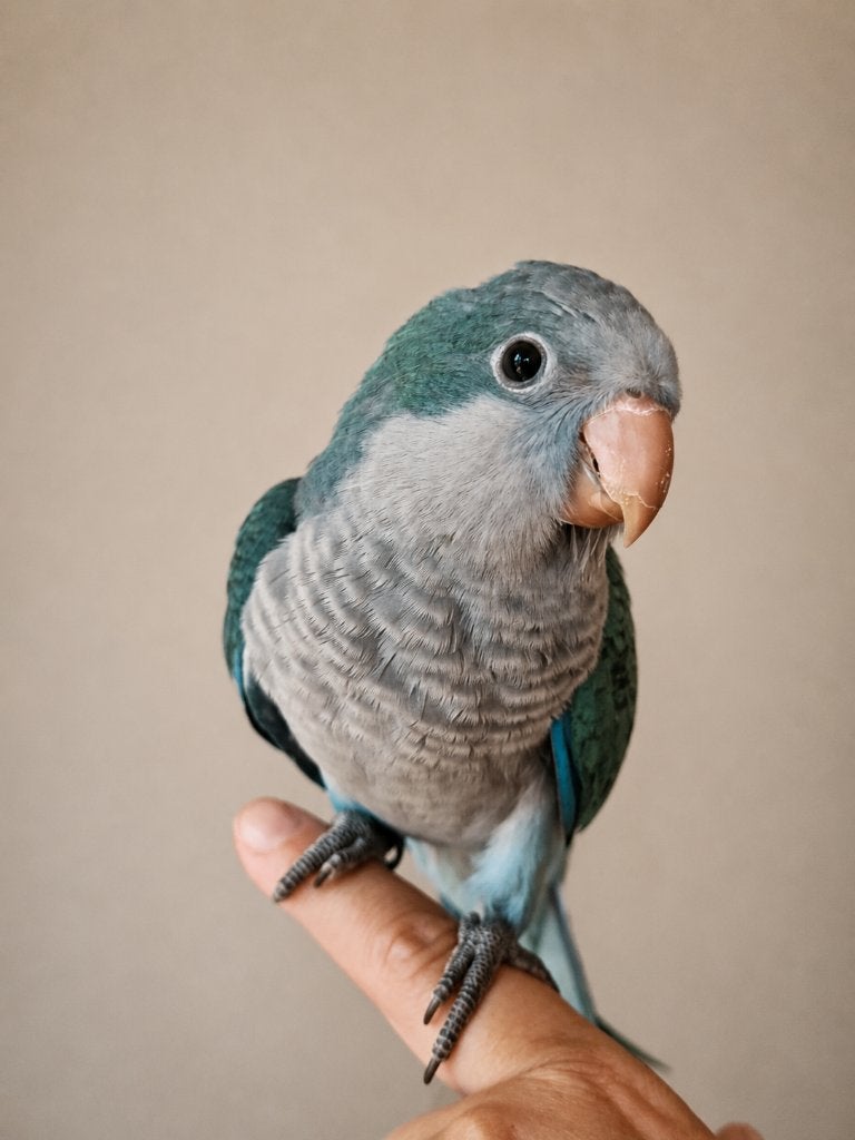 PRACHTIGE Tamme Muisparkiet D Turquoise 2026, Dieren en Toebehoren, Vogels | Parkieten en Papegaaien, Meerdere dieren, Parkiet
