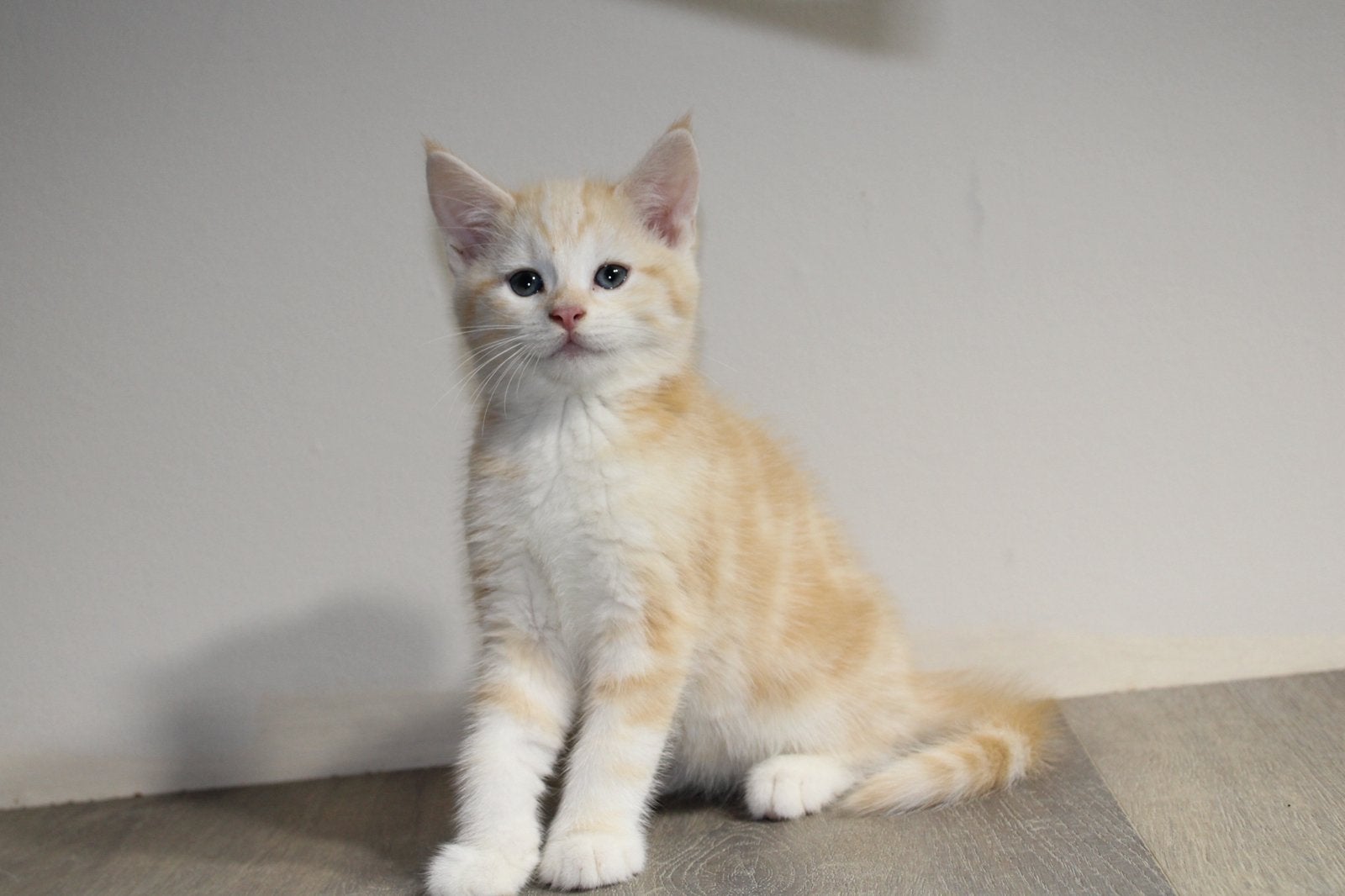 3 prachtige maine coons, Poes, Gechipt, 0 tot 2 jaar