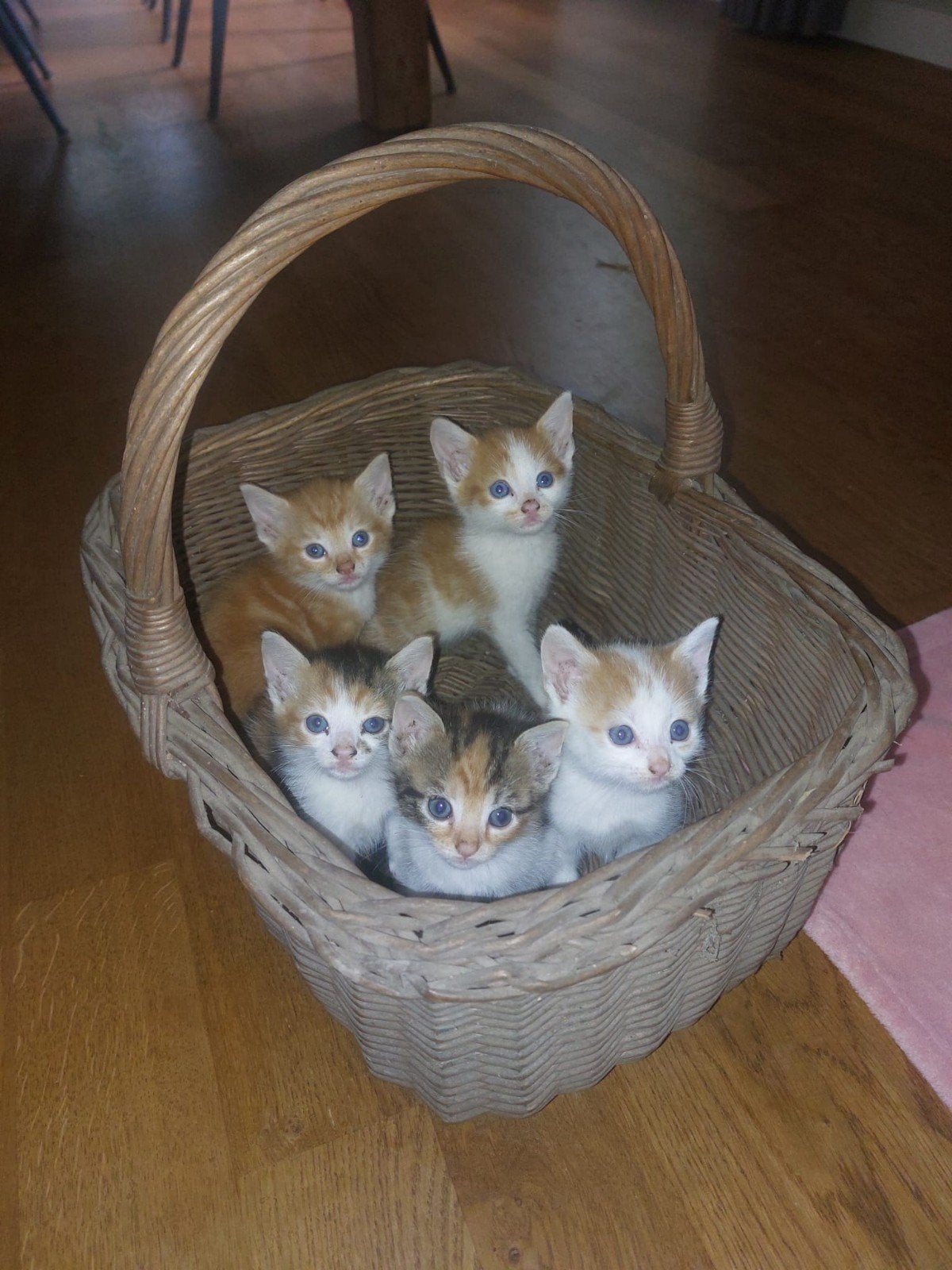 5 Kittens / jonge poesjes, Dieren en Toebehoren, Katten en Kittens | Overige Katten, Meerdere dieren