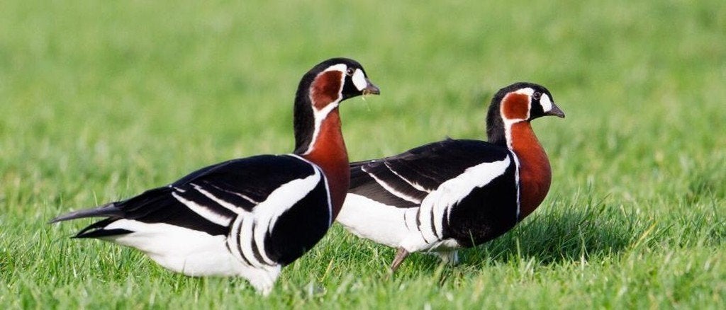 ganzen, eenden, watervogels, Dieren en Toebehoren, Pluimvee, Gans of Zwaan, Meerdere dieren