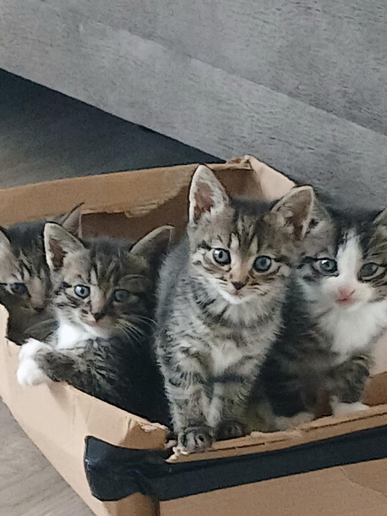 Cyperse kittens, Dieren en Toebehoren, Katten en Kittens | Overige Katten, Meerdere dieren