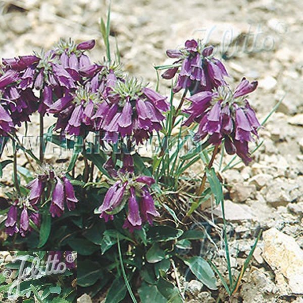 Penstemon whippleanus in P9 pot., Tuin en Terras, Planten | Tuinplanten, Volle zon, Vaste plant, Zomer, Ophalen
