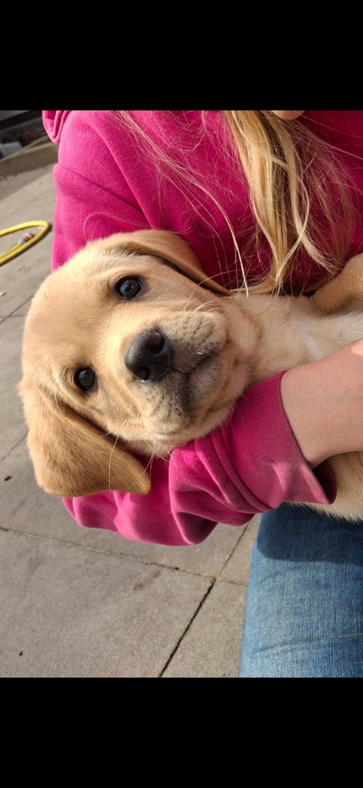 labrador reutje blond redfox, 15 weken tot 1 jaar, Reu, Labrador retriever, Eén hond