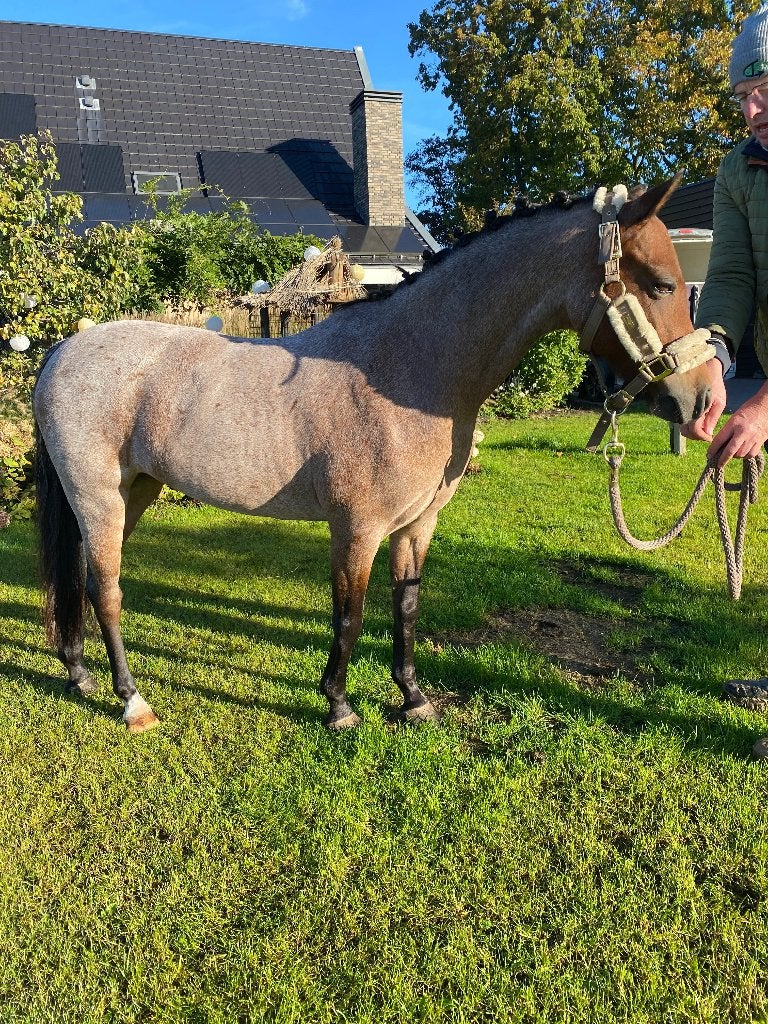 Te koop: een fantastische B spring-/bixie pony Welsh, Springpony, L, B pony (1.17m tot 1.27m), 11 jaar of ouder
