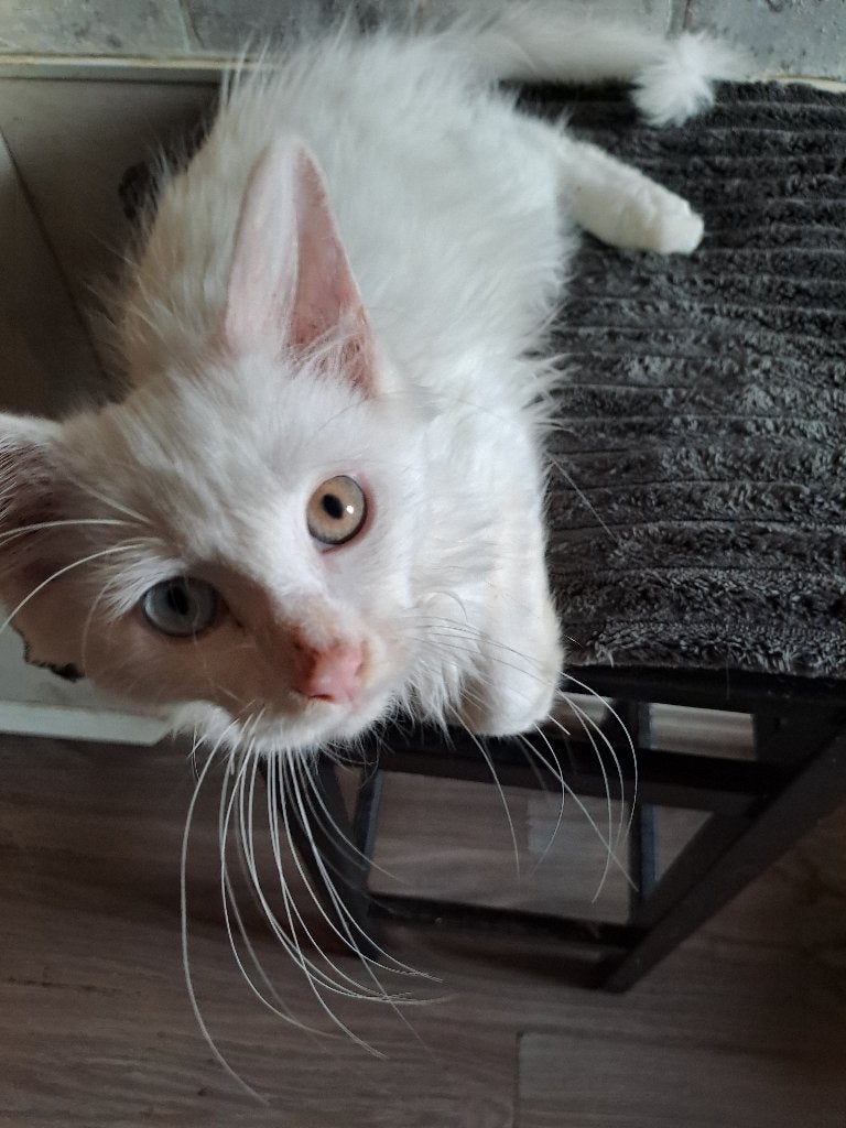Maine coon kitten, Meerdere dieren, Ontwormd