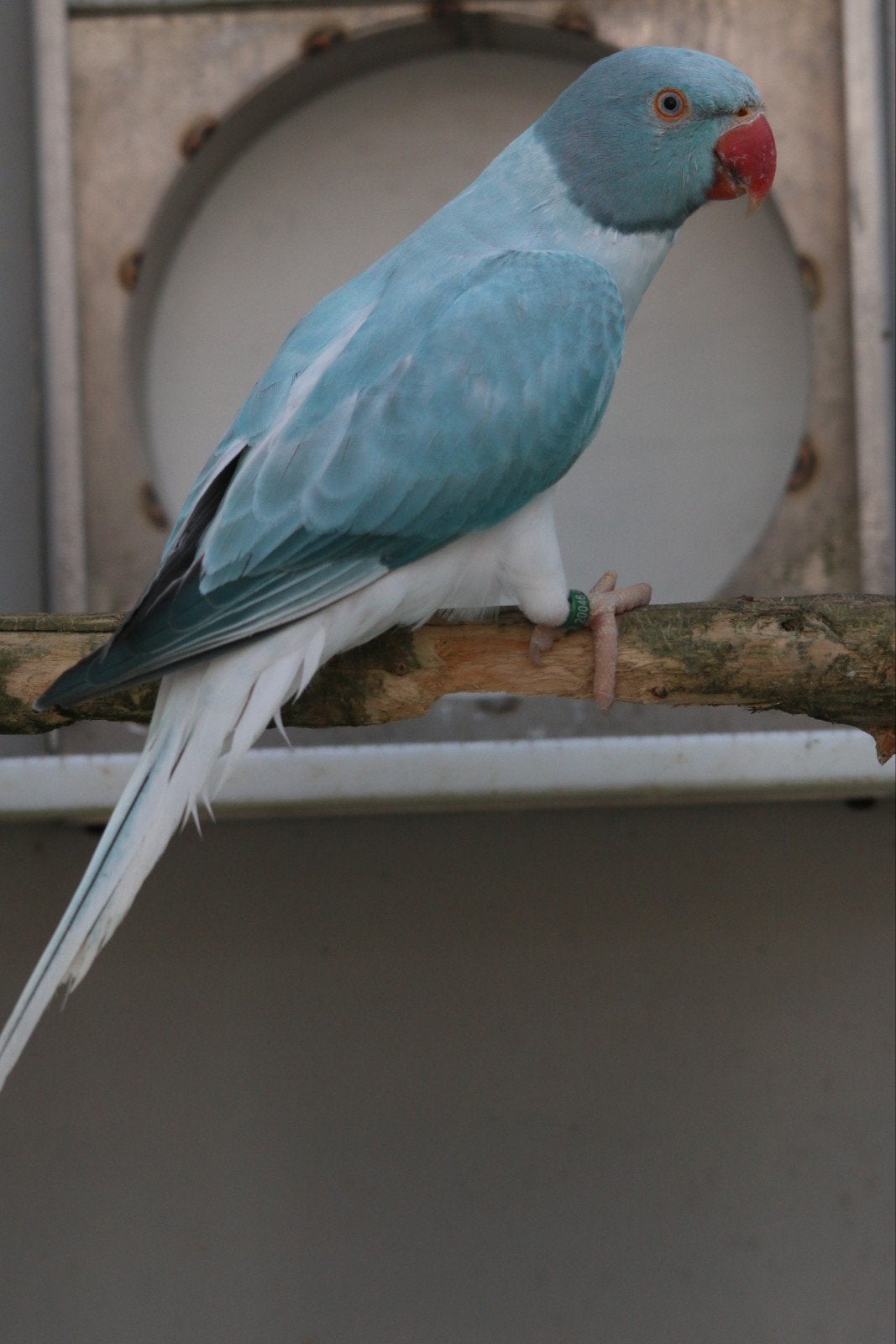 Halsbandparkieten Opaline Bleekstaart 2026, Meerdere dieren, Parkiet, Geringd