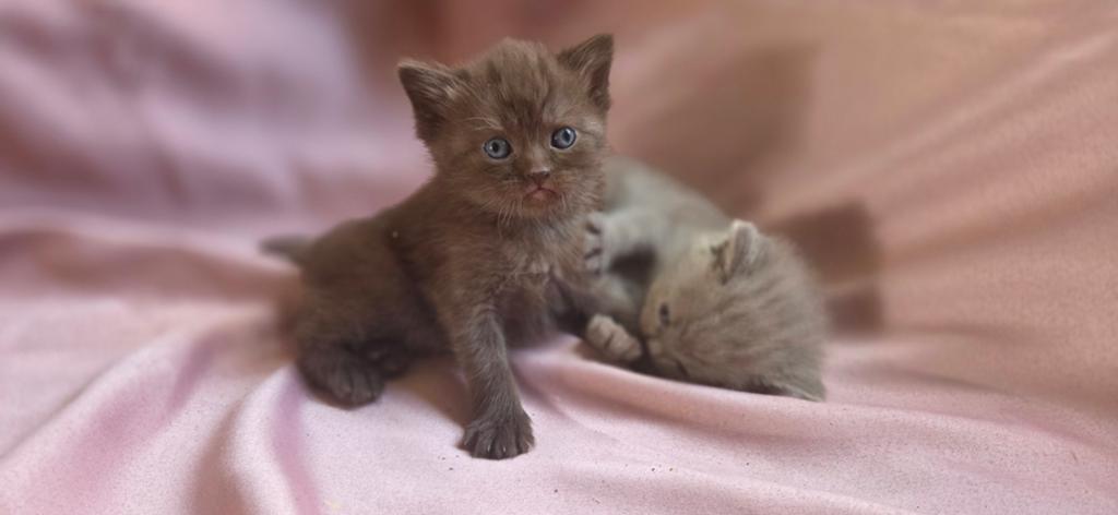 Britse korthaar kittens, Dieren en Toebehoren, Katten en Kittens | Raskatten | Korthaar, Meerdere dieren, Ingeënt