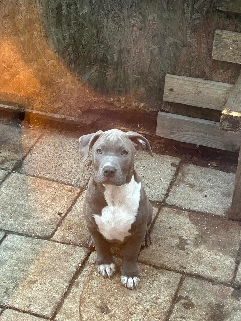 Bully xl puppies met paspoort en stamboom, Parvo, Overige rassen, 8 tot 15 weken, Meerdere