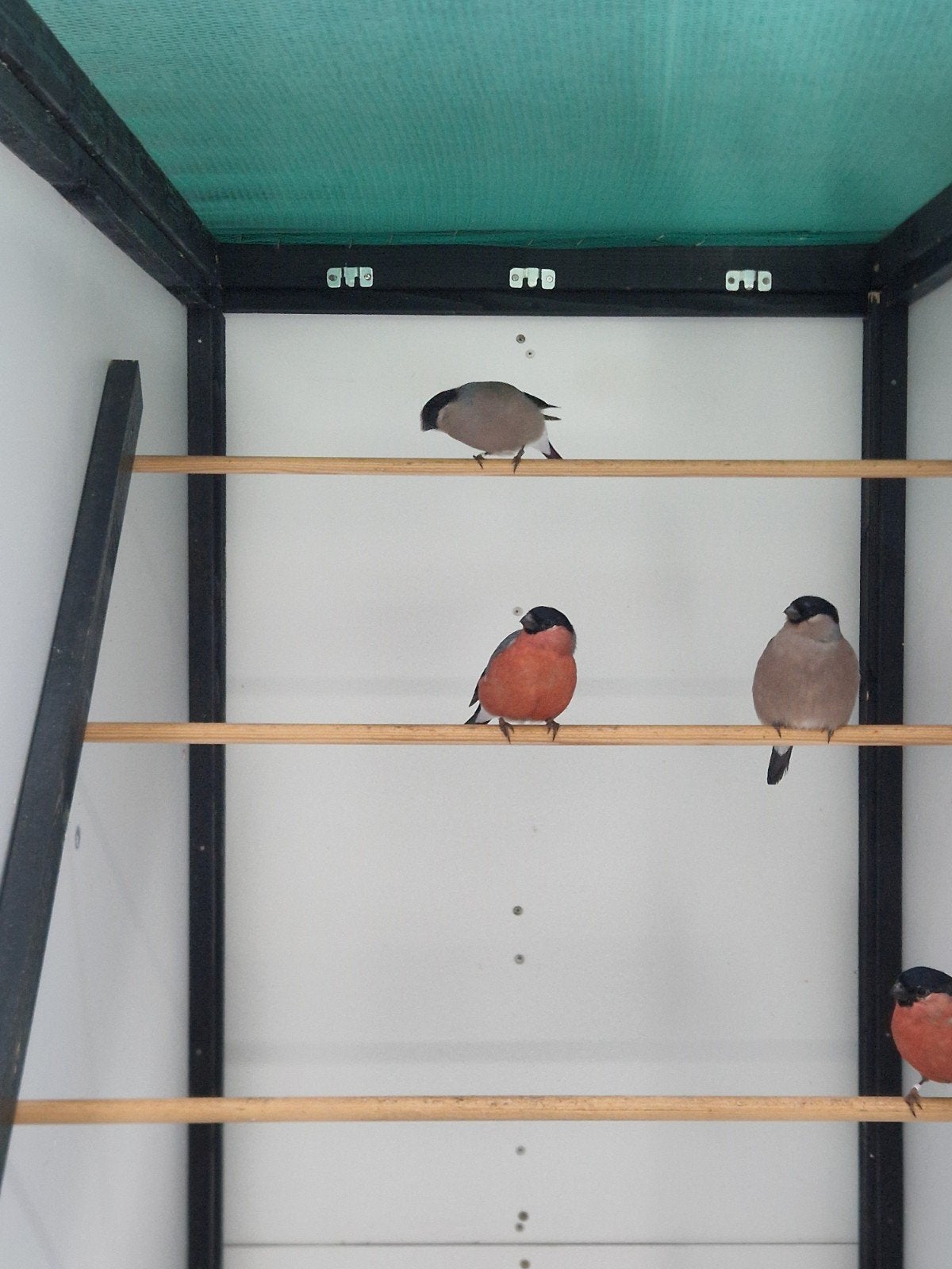 topaas goudvinken, Dieren en Toebehoren, Meerdere dieren