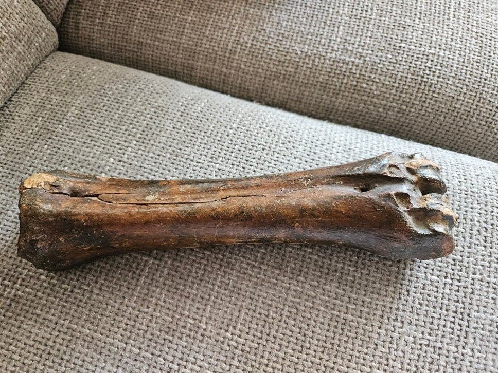 Fossiel bot - mogelijk van een bizon, Ophalen of Verzenden, Fossiel