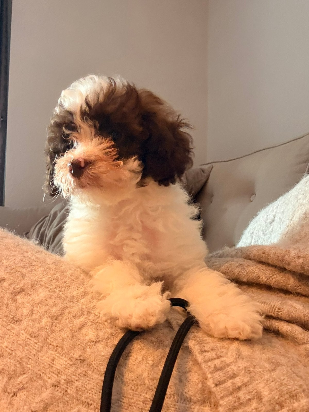Maltipoo  🐶 nog 1 klein teefje 💞, Poedel, Parvo, 8 tot 15 weken, Meerdere