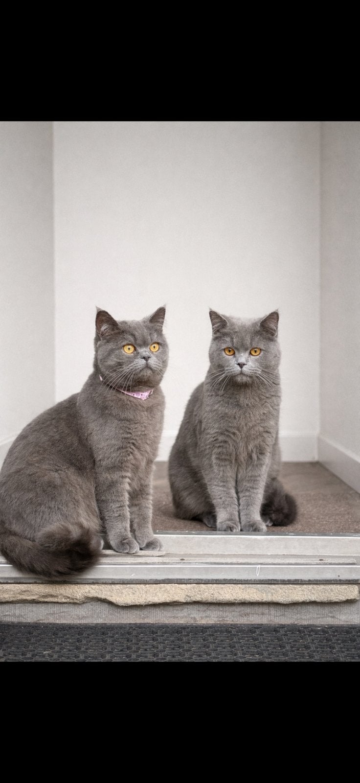Charlie en simba opzoek naar een nieuw thuis, 0 tot 2 jaar