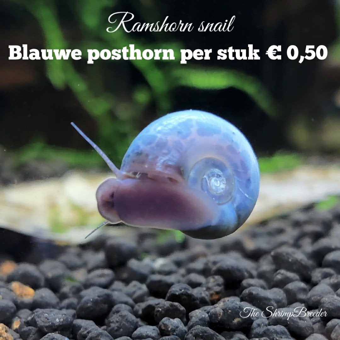 Garnalen slakken kreeftjes, Dieren en Toebehoren, Kreeft, Krab of Garnaal