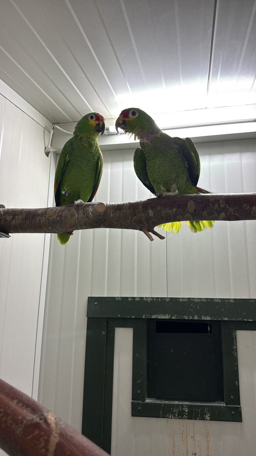 Geelwang amazones bewezen koppel, Dieren en Toebehoren, Vogels | Parkieten en Papegaaien