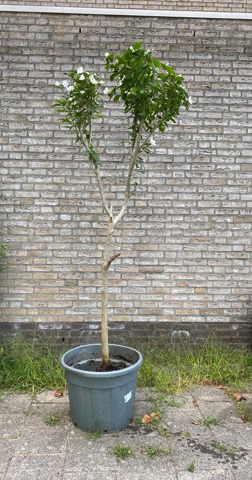 Volwassen Witte Hibiscusstruik 2,10 M / 5 cm stam, Ophalen, Overige soorten, 100 tot 250 cm