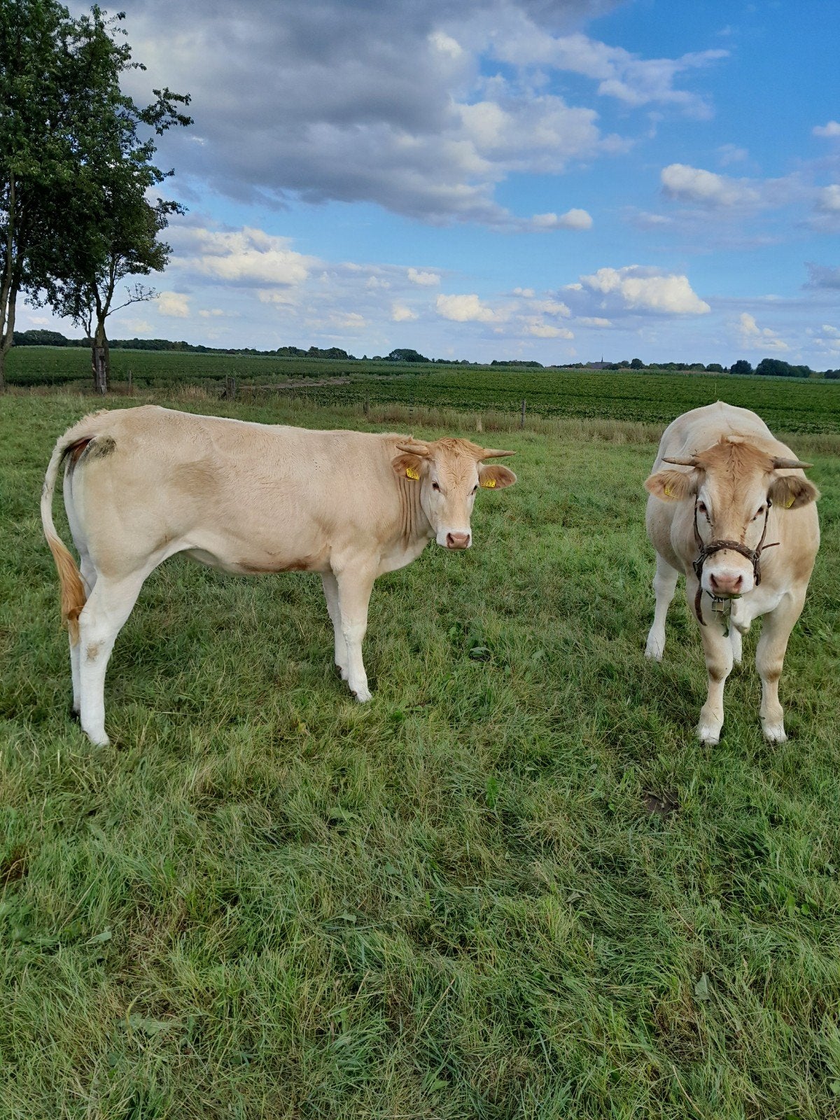 Te koop 2 stamboek blonde Aquitaine vaarzen., Vrouwelijk, 0 tot 2 jaar