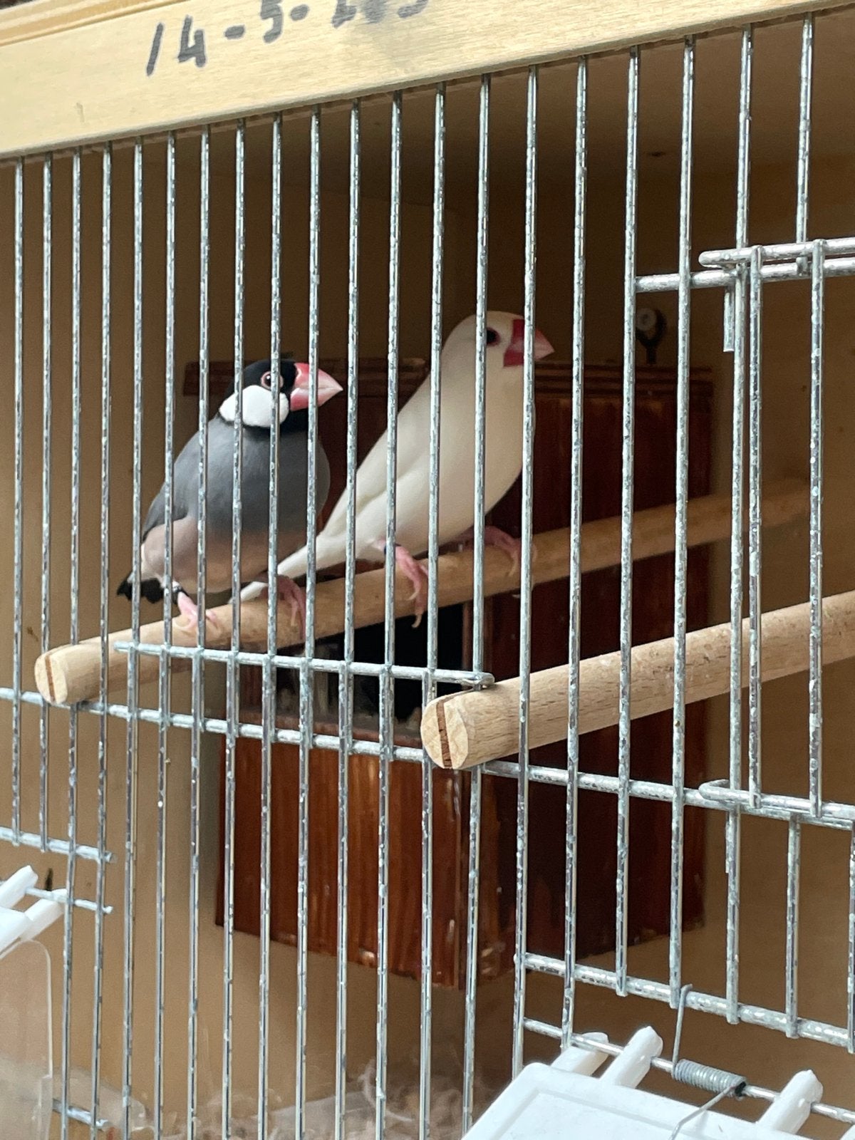 Koppel rijst vogels, Dieren en Toebehoren, Meerdere dieren