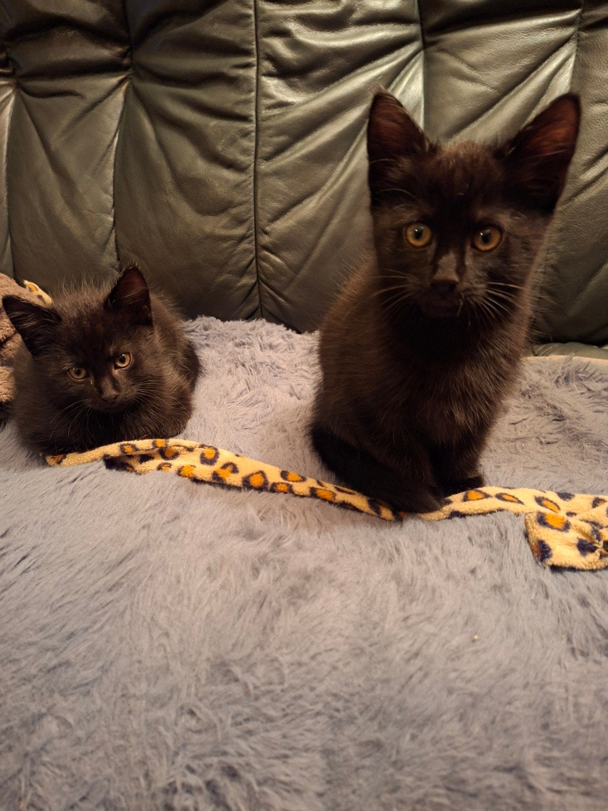2 zwarte katers  8 weken, Dieren en Toebehoren, Meerdere dieren, Kortharig, 0 tot 2 jaar