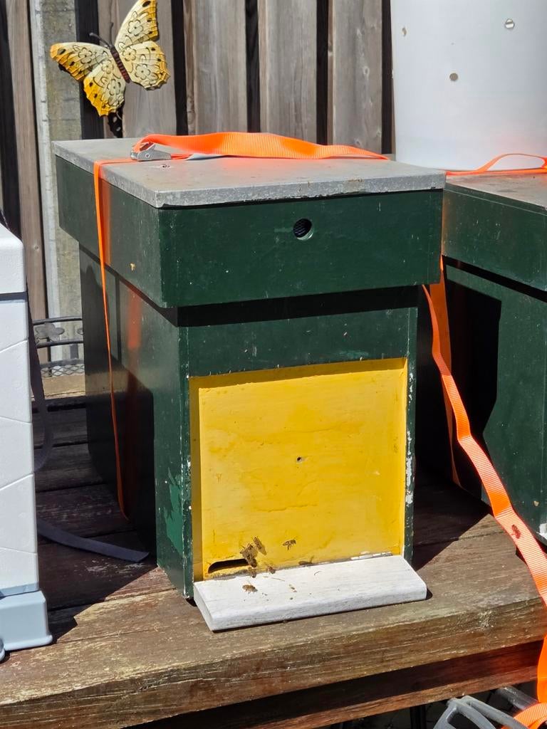 Buckfast afleggers dadant us, Dieren en Toebehoren, Insecten en Spinnen, Bijen
