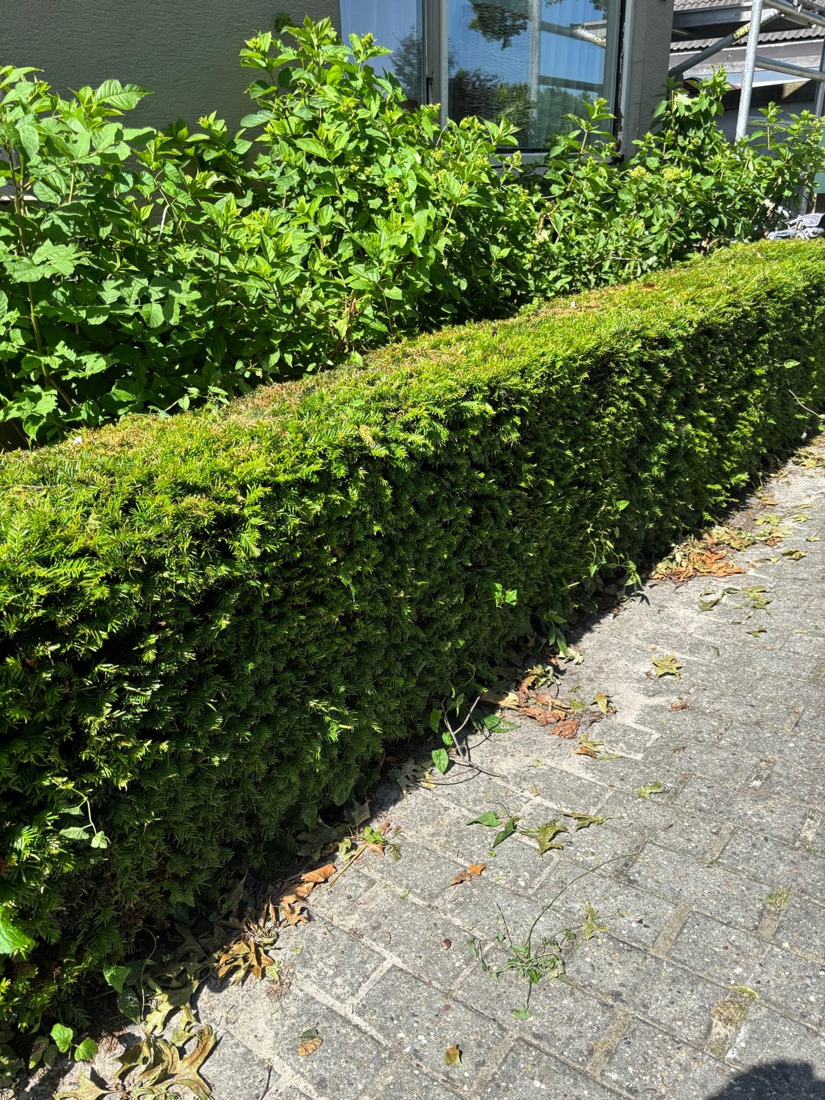 Taxus Haag - Groene en Dichte Afscheiding, Ophalen of Verzenden, Taxus, Haag, Minder dan 100 cm