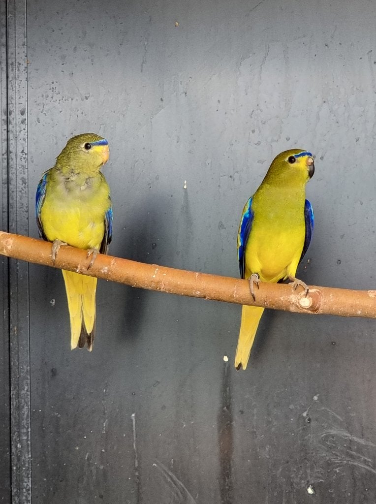Elegantparkiet | Broedkoppels | Deskundig advies, Meerdere dieren, Parkiet