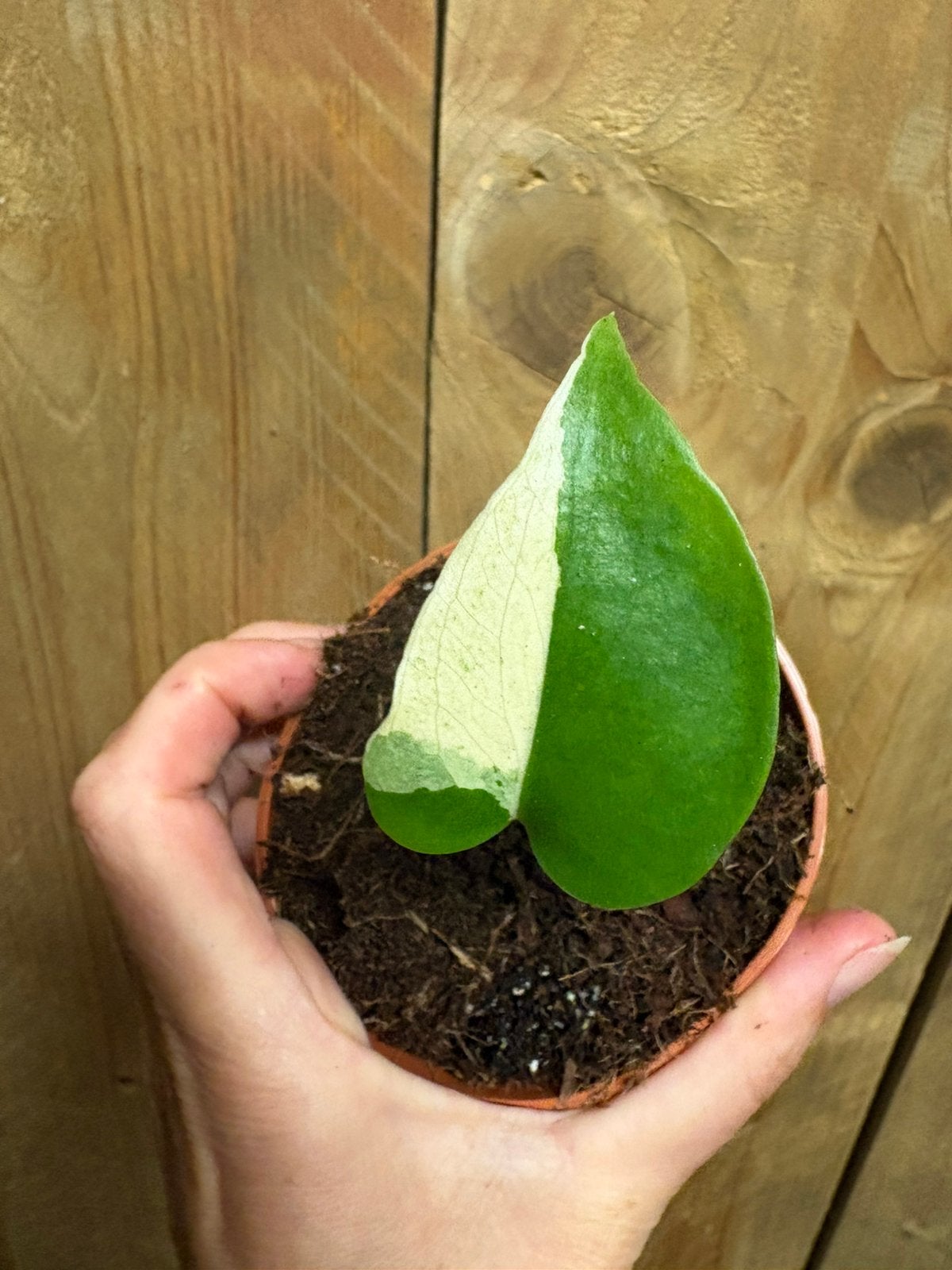 Monstera deliciosa variegata plant albo white wit cream, Ophalen of Verzenden, Halfschaduw, Minder dan 100 cm