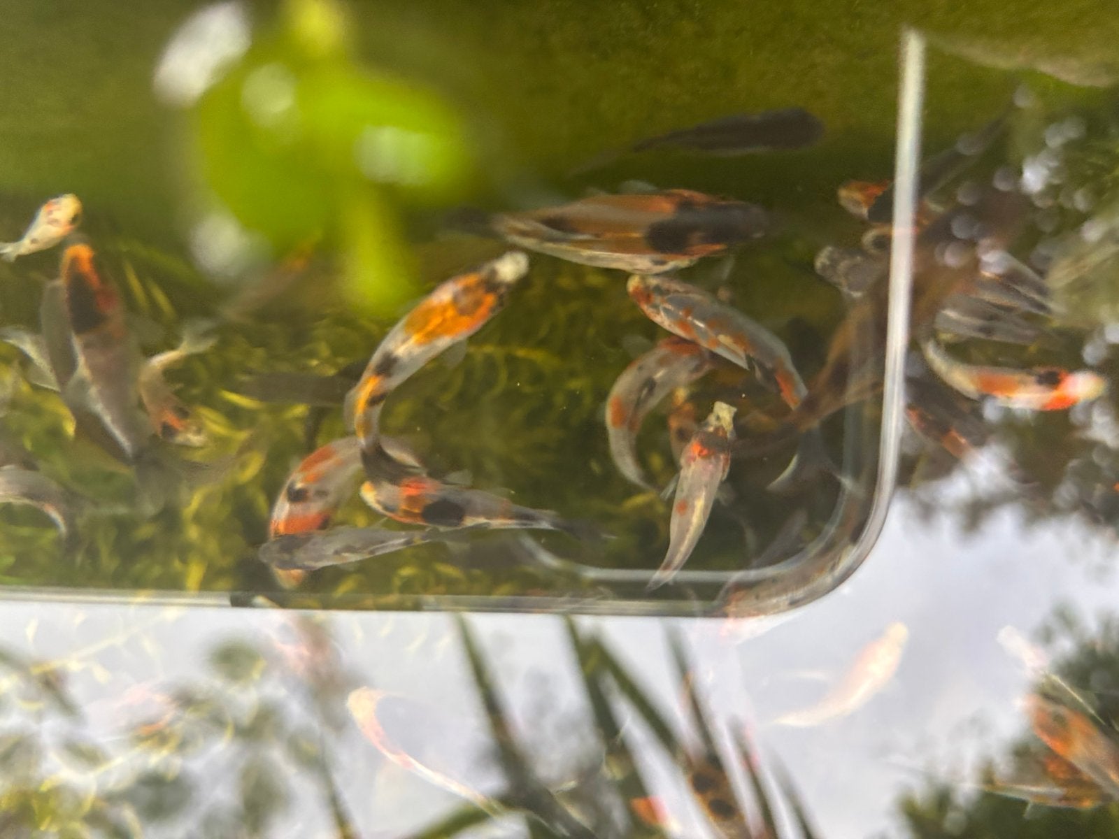Goudvissen, Dieren en Toebehoren, Vissen | Vijvervissen, Goudvis(sen)