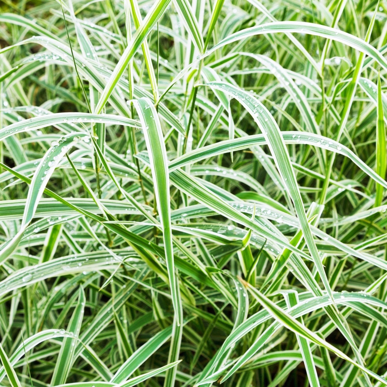 12x Carex morrowie 'Vaiegata', bonte zegge, p9 pot, Ophalen, Vaste plant, Siergrassen, Halfschaduw