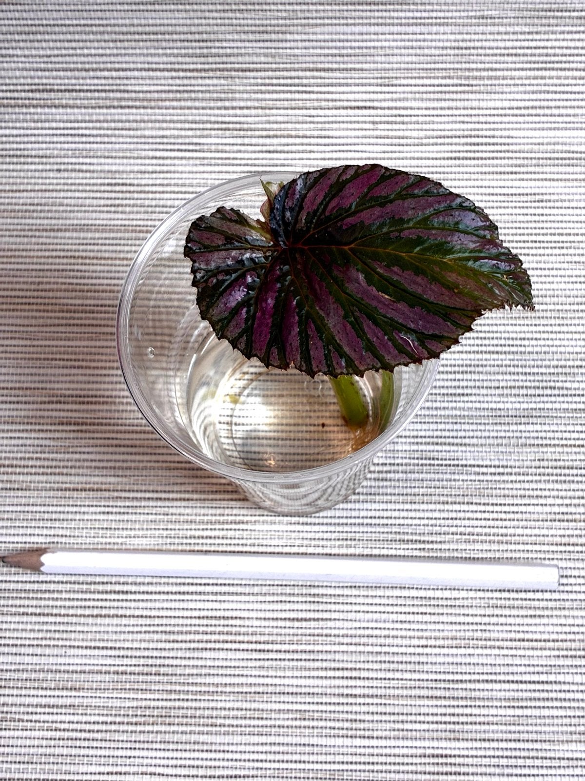 Begonia Brevirimosa gewortelde stek, Ophalen of Verzenden