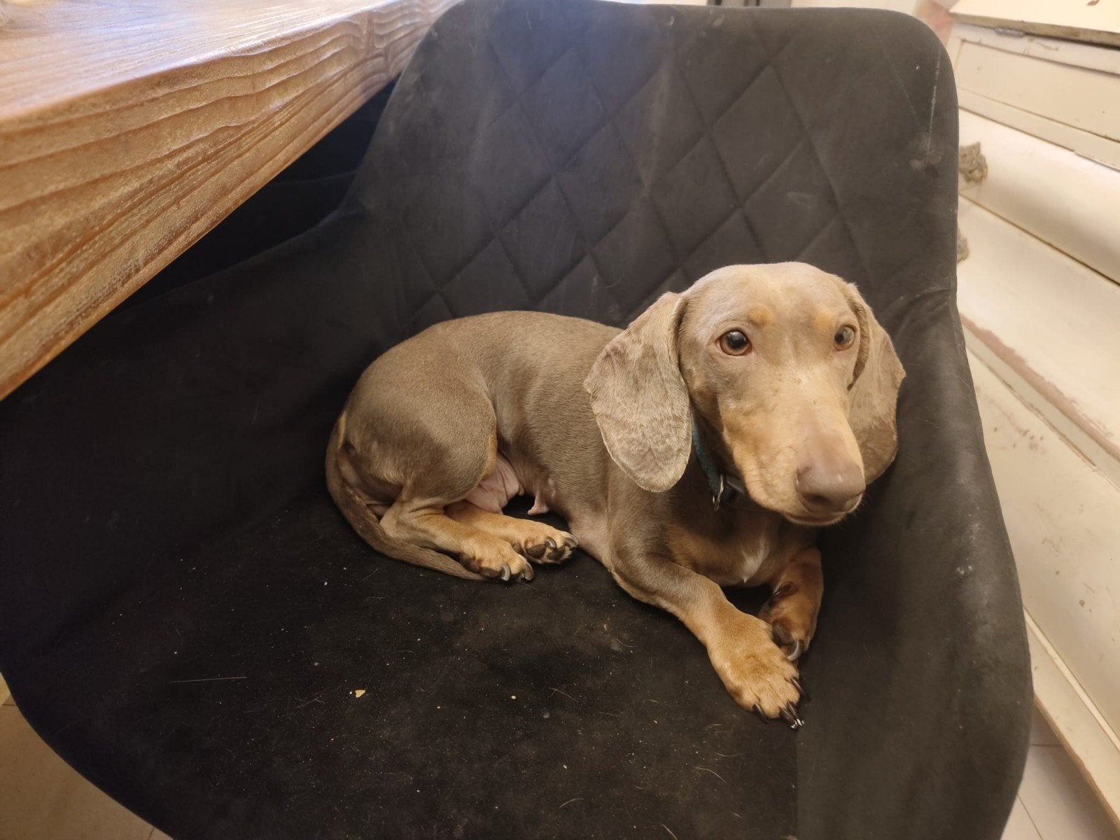 Teckel teefje lilac tan zoekt nieuw rustig huisje, Dieren en Toebehoren, Korthaar, Teef, Eén hond, 3 tot 5 jaar