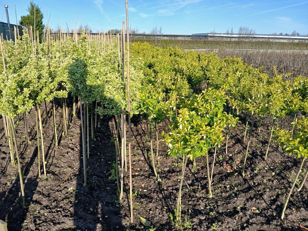 Euonymus op stam bol., Ophalen of Verzenden, Minder dan 100 cm
