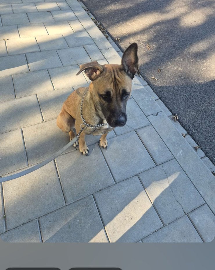 Amerikaanse stafford x Mechelse herder kruising, 1 tot 2 jaar, Teef, Parvo, Eén hond