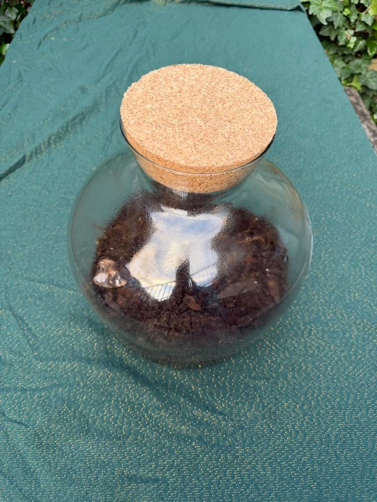 Glazen pot met kurken deksel - Terrarium, Ophalen, Zo goed als nieuw, Overige kleuren, Glas
