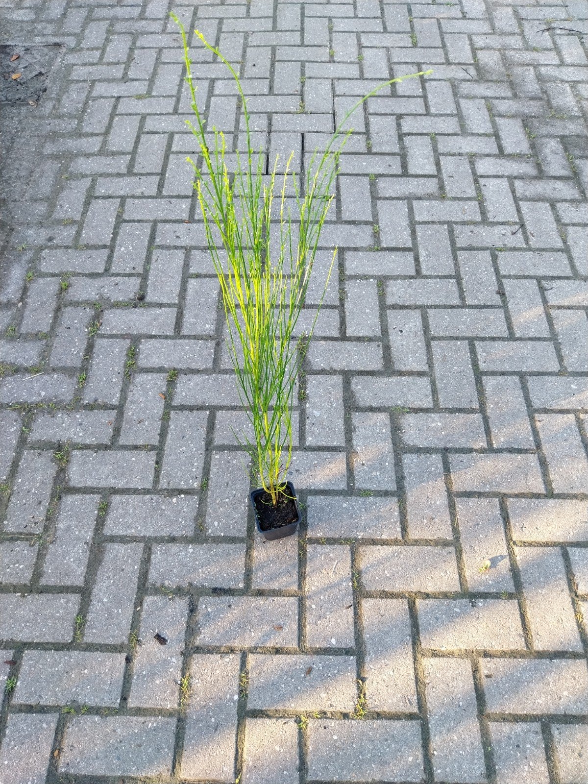 Cytisus praecox - Vroege Brem Plant, Tuin en Terras, Ophalen