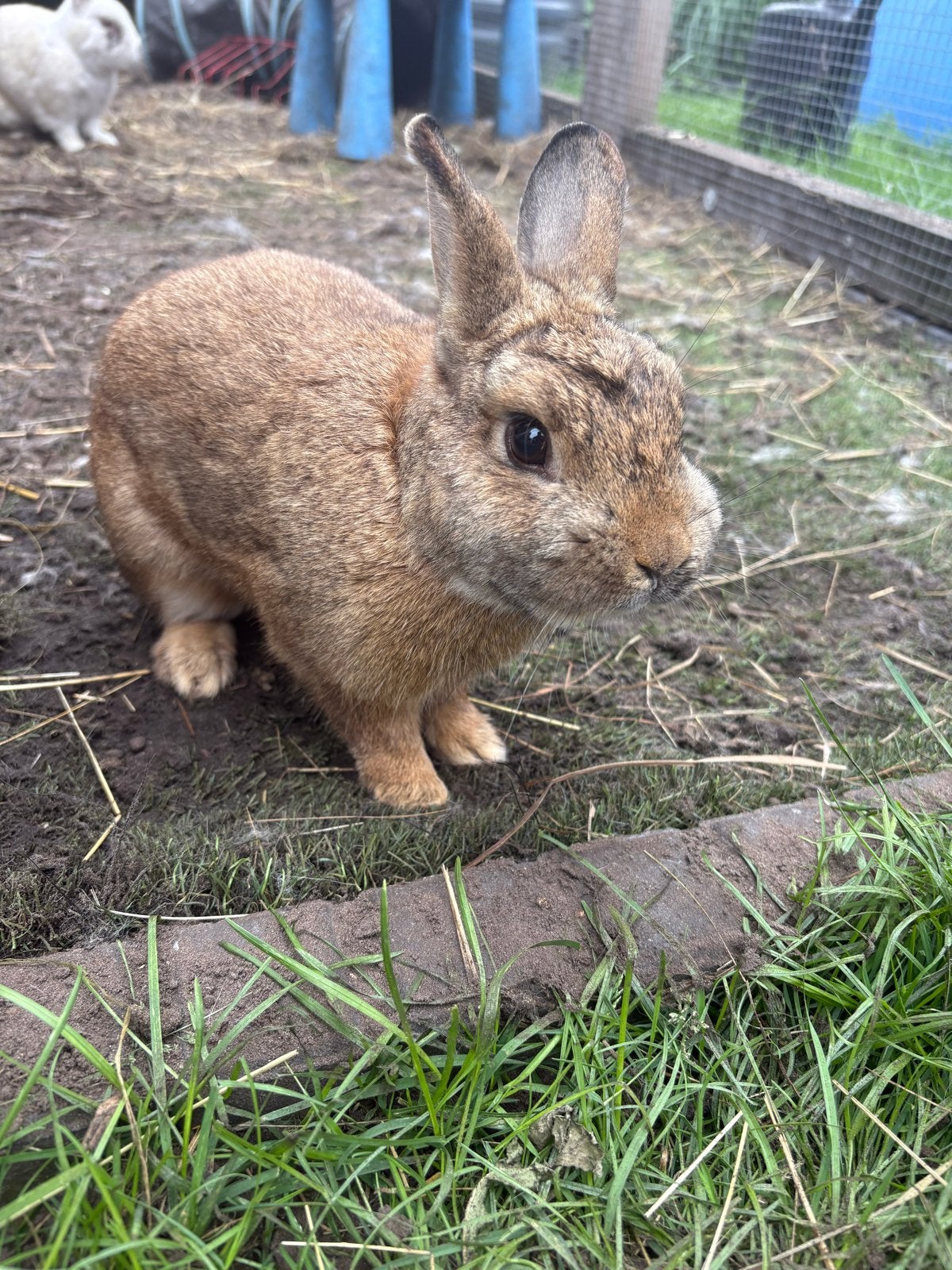 Gratis mannetjes konijn, Dieren en Toebehoren, Mannelijk, Middelgroot