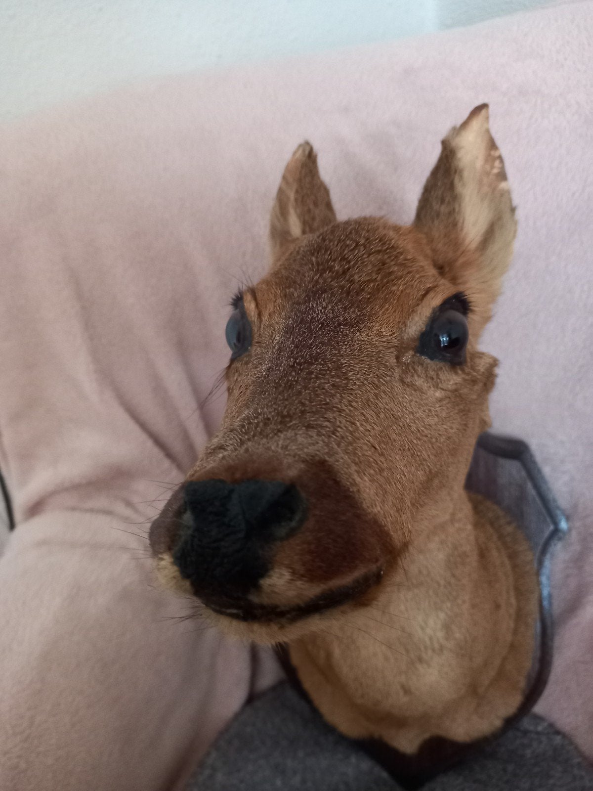 Opgezet hert Taxidermie op houten wandbord, Ophalen of Verzenden