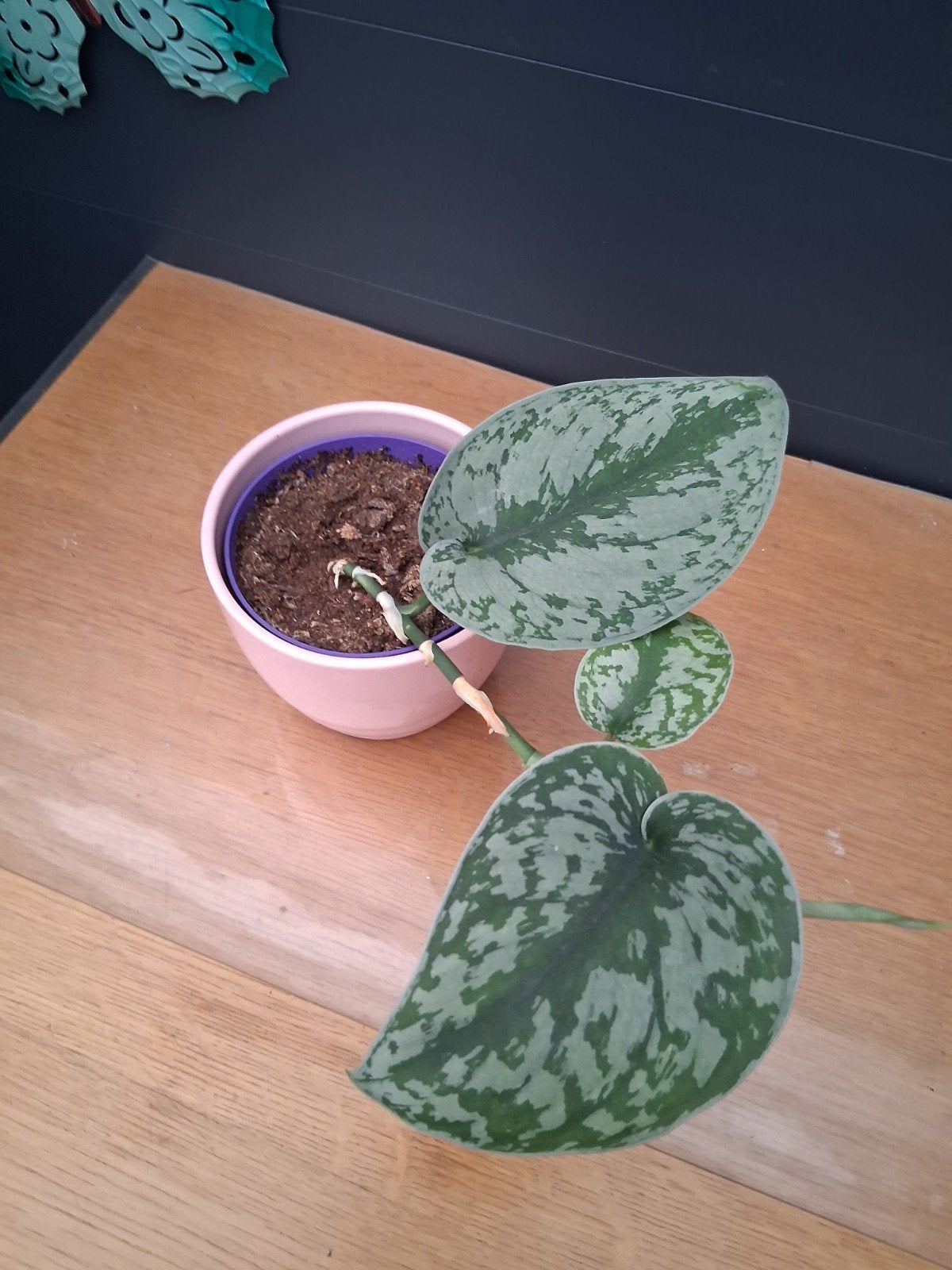 Stekje  Scindapsus Pictus hangplant in pot, Ophalen, Overige soorten, Halfschaduw, In pot